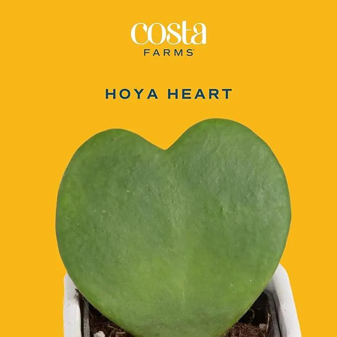 Costa Farms Live Indoor Plant Hoya Heart, Easy to Grow Succulent-Like Houseplant in Cute Decor Planter, Housewarming Gift, Office or Room Decor, 5-Inches Tall by GreenHaven Gardens