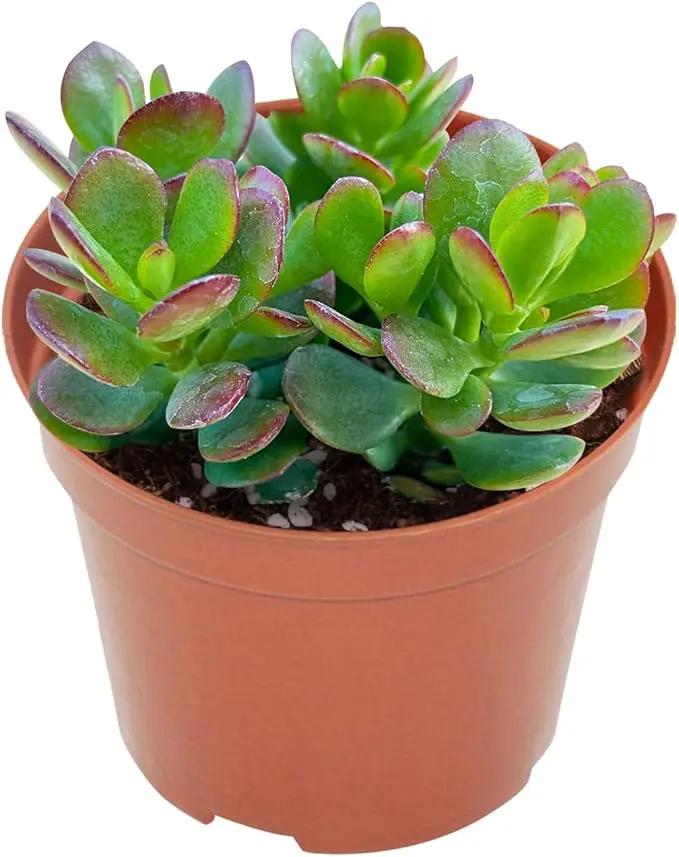 Live Succulents Dwarf Jade (4-inch), Succulent Plants Fully Rooted in Pots with Soil, Easy-Care House Plant for DIY, Home Office Decor, Wedding Party Favor by GreenHaven Gardens