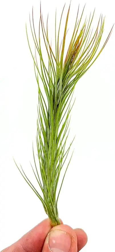 Air Plants - Tillandsia Funckiana Hybrid, Large 5-7" - 5ct - Live Arrival Guaranteed - House Plants for Home Decor & Gift by GreenHaven Gardens