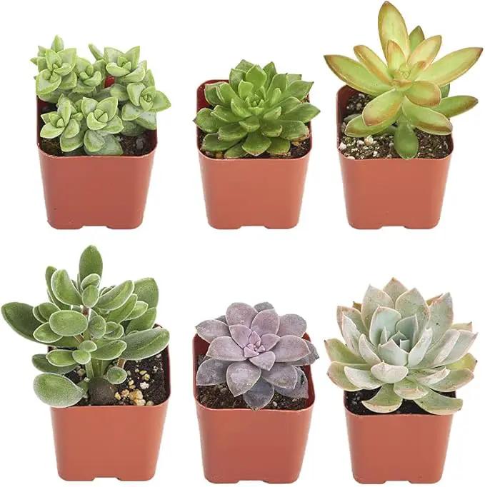 Shop Succulents Unique Succulent Plant Pack Collection - Live Mini Succulent Plants, Low Maintenance, Exceptional Colors & Textures - Wedding and Party Favors, Gift & Garden, Pack of 6 by GreenHaven Gardens