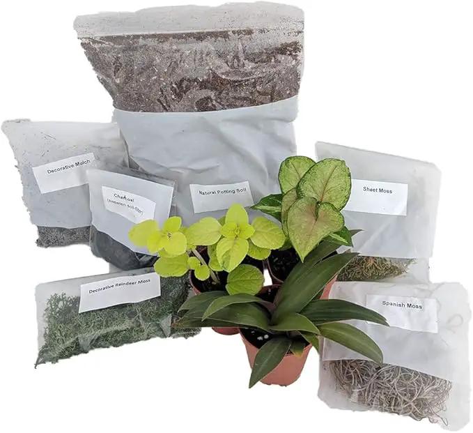 Terrarium/Fairy Garden Kit with 3 Plants - Create Your Own Living Terrarium by GreenHaven Gardens