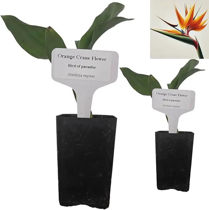Bird of Paradise - Orange - Strelitzia Reginae. (2 Orange BoP in Cup) by GreenHaven Gardens