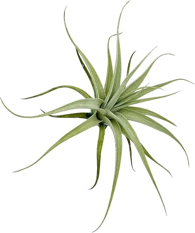 Live Air Plants - Tillandsia Albida 3-5" - 2ct – ragnaroc Live Indoor Plant - Live Arrival Guaranteed - House Plants for Home Decor & Gift by GreenHaven Gardens