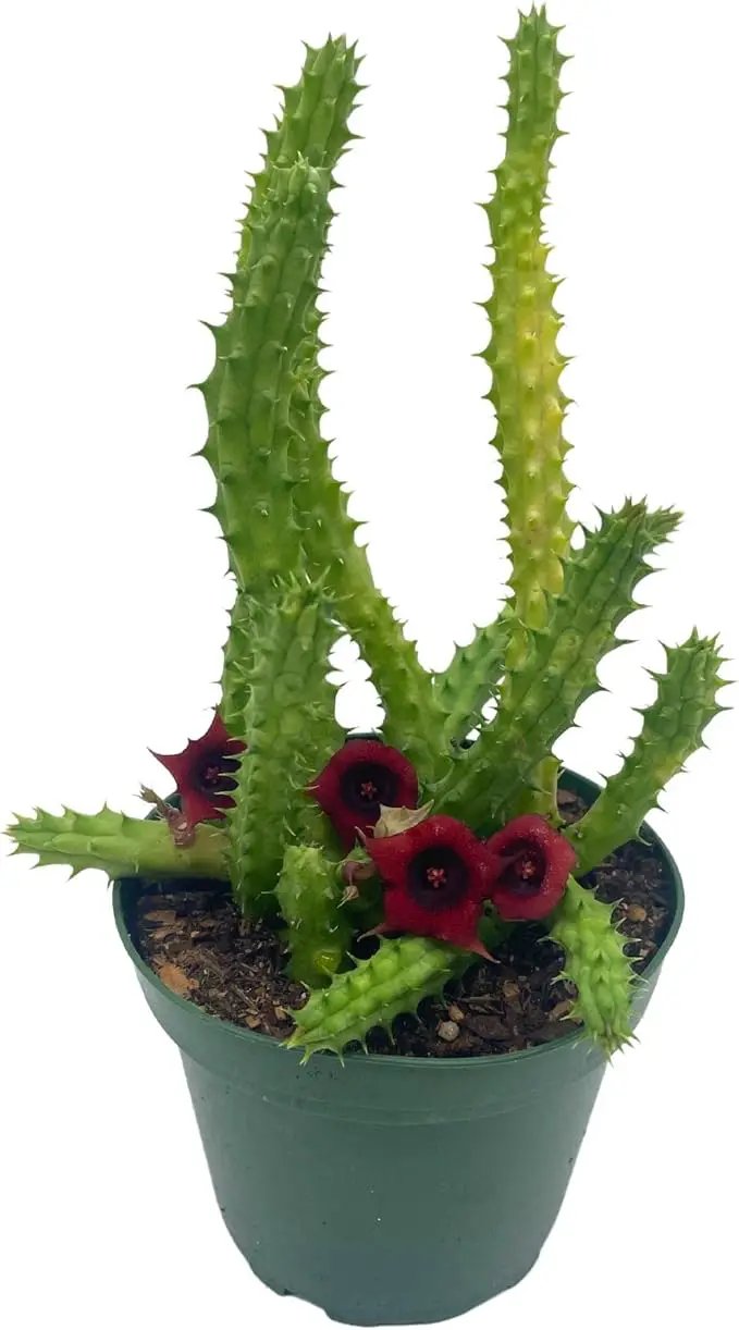 BubbleBlooms Huernia Red Dragon Stapelia Cactus/Huernia penzigii, in 4 inch Pot by GreenHaven Gardens