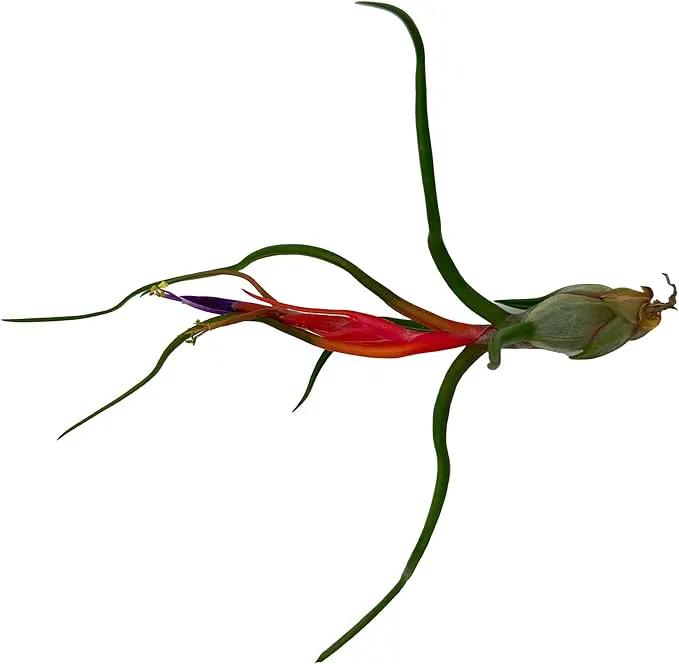 Air Plants - Venner Gift Box Large 4" - 7ct - Live Arrival Guaranteed - House Plants for Home Decor & Gift by GreenHaven Gardens