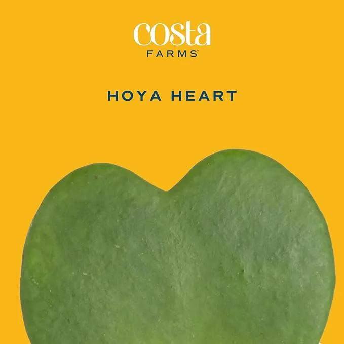 Costa Farms Hoya Heart Live Plant, Succulent-Like Houseplant in Cute Love You More Plant Pot, Potting Soil, 5-Inches Tall| Valentines Day Gift | Valentines Day Decoration by GreenHaven Gardens