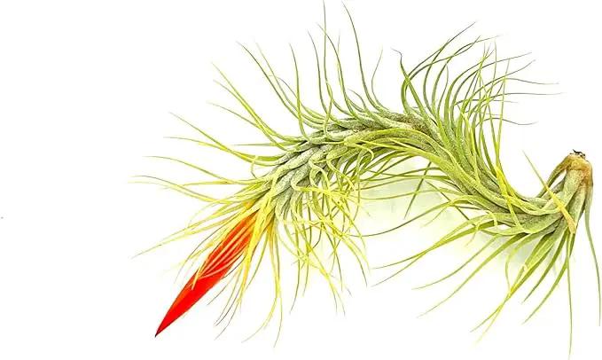 Air Plants - Tillandsia Funckiana Hybrid, Large 5-7" - 2ct - Live Arrival Guaranteed - House Plants for Home Decor & Gift by GreenHaven Gardens