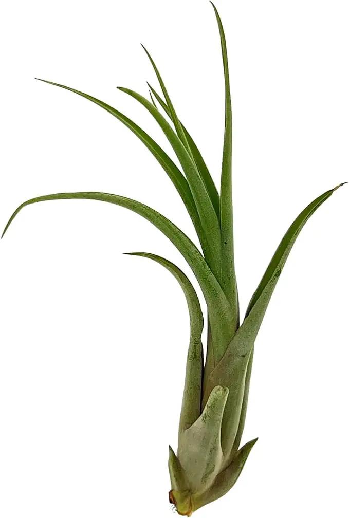 Live Air Plant – Tillandsia Capiput, Jumbo 6-9” - 3 ct - Live Arrival Guaranteed - House Plants for Home Decor & Gift by GreenHaven Gardens