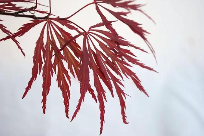 Red Dragon Weeping Lace Leaf Japanese Maple 2 - Year Live Plant by GreenHaven Gardens