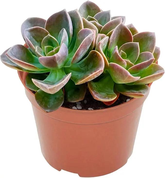 Live Succulents Echeveria 'Melaco' (4-inch), Succulent Plants Fully Rooted in Pots with Soil, Easy-Care House Plant for DIY, Home Office Decor, Wedding Party Favor by GreenHaven Gardens