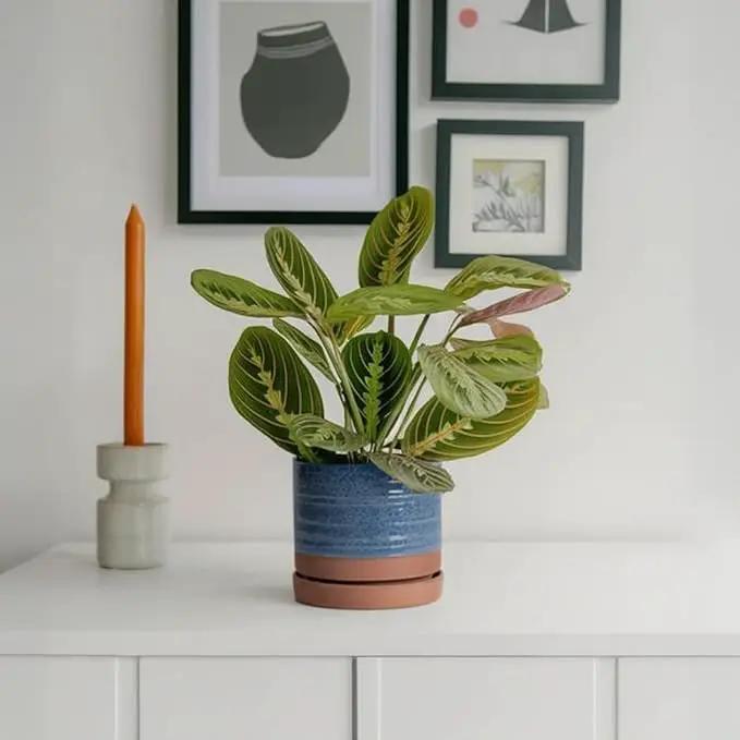 6 Inch Plant Pots, Ceramic Planter Pot with Drainage Hole & Saucer, Indoor/Outdoor Cylinder Round Planter Pot, Aqua Blue & Terracotta Red by GreenHaven Gardens