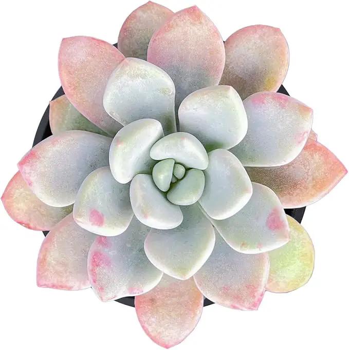 Live Succulent Echeveria 'Mottled Deer', Approx 2-inch Large, Potted Succulents, Fully Rooted, Easy Care House Plants by GreenHaven Gardens