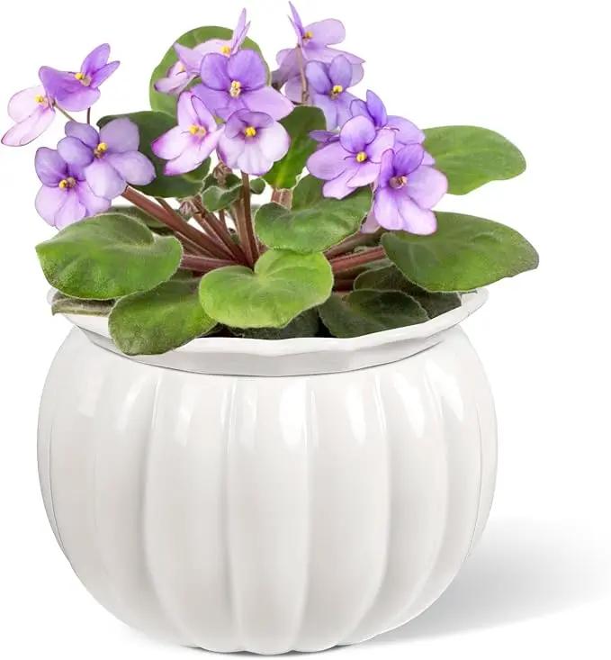 African Violet Pots, 6 inch Pumpkin-Style Ceramic Easy Self Watering Plant Pot for Busy Plant Lovers, Automatically Absorb Appropriate Amount of Water, Flower Pot Indoor-Plants Not Included by GreenHaven Gardens