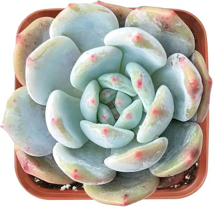 Live Succulent Graptoveria 'Orange Sorbetess', Approx 2-inch Large, Potted Succulents, Fully Rooted, Easy Care House Plants by GreenHaven Gardens