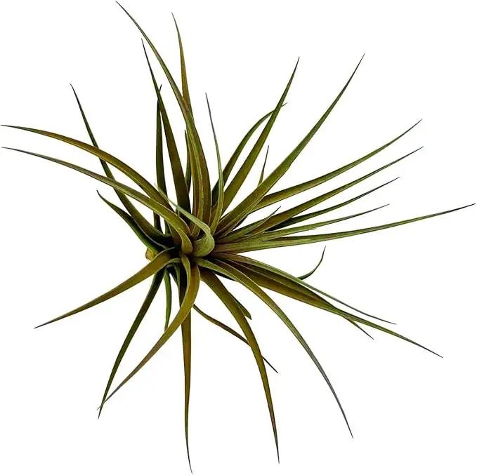 Air Plants - Flowering Tillandsia Stricta Large 5" - 5ct - Live Arrival Guaranteed - House Plants for Home Decor & Gift by GreenHaven Gardens