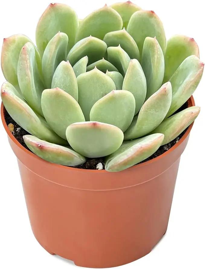 4-inch Succulent Echeveria 'Suryeon', Live Succulents Plants Fully Rooted in Pots with Soil, Easy-Care House Plants for DIY, Home Office Decoration by GreenHaven Gardens