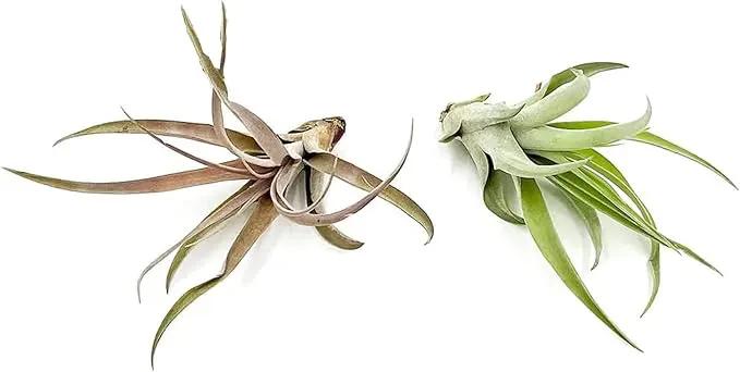 Air Plants - Tillandsia Capitata (Peach), Large 5-7” - 2 ct - Live Arrival Guaranteed - House Plants for Home Decor & Gift by GreenHaven Gardens