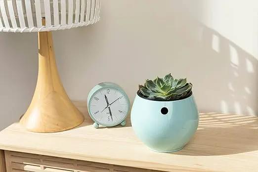 rePotme Slow Release Succulent & Cactus Food | Feed ME! Time Release Fertilizer (11-10-11) | Feed Your Plants Automatically, Apply Once Every 6 Months by GreenHaven Gardens