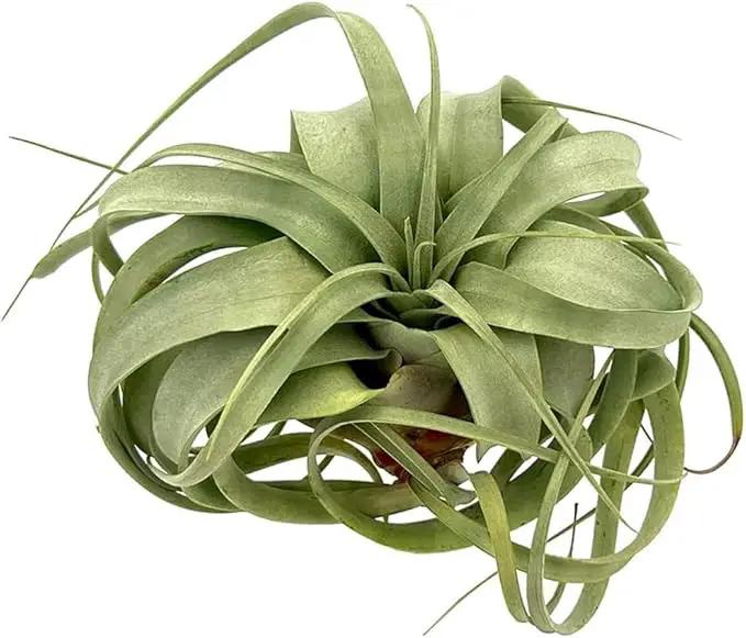 Air Plants - Tillandsia Xerographica, Large 5-7” - 10ct - Live Arrival Gauranteed - House Plants for Home Decor & Gift by GreenHaven Gardens