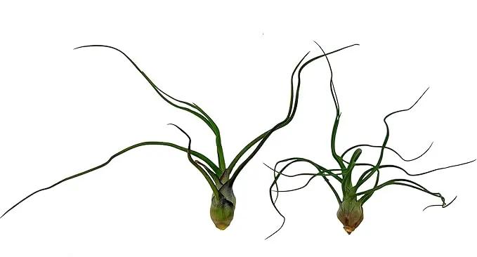 Air Plants - Flowering Tillandsia Bulbosa Guatemala, Large 3-5" - 2ct - Live Arrival Guaranteed - House Plants for Home Decor & Gift by GreenHaven Gardens