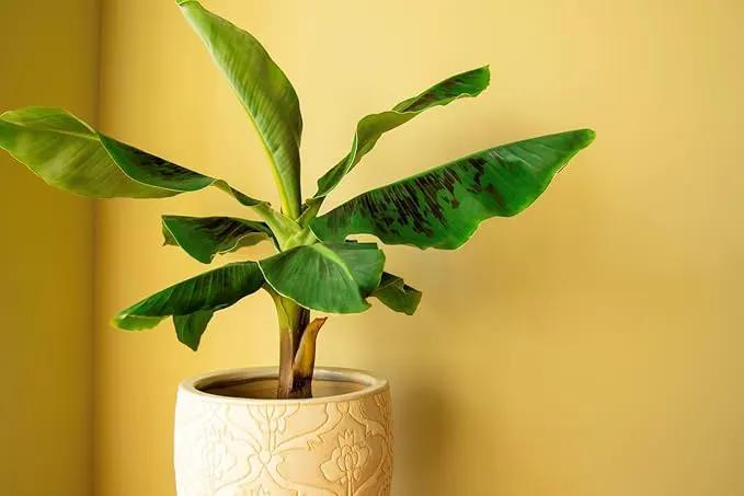 Banana Tree Potting Mix - High-Performance Formula for Vibrant Growth and Abundant Fruit Production - Unlock The True Potential of Your Banana Trees (20 Quart) by GreenHaven Gardens