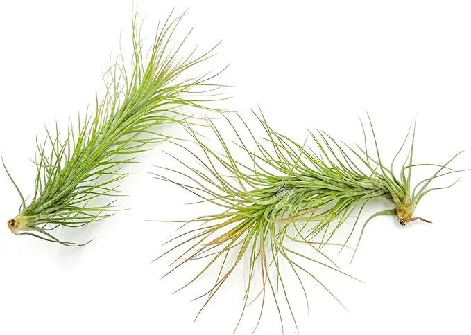 Air Plants - Tillandsia Funckiana, Large 5" - 1ct - Live Arrival Guaranteed - House Plants for Home Decor & Gift by GreenHaven Gardens