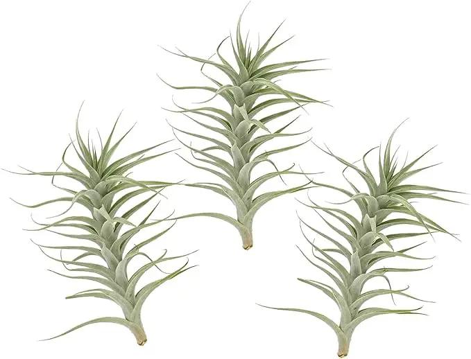 Live Air Plants - Tillandsia Albida 7-12" - 3ct – ragnaroc Live Indoor Plant - Live Arrival Guaranteed - House Plants for Home Decor & Gift by GreenHaven Gardens