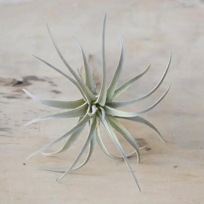 CHIVE Artificial Air Plants — Bulk Set of 5, Large — Ultra Realistic Fake Tillandsia Bromeliad Plants — Decorative Faux Succulents for Home & Office Decor — No Care Needed! by GreenHaven Gardens