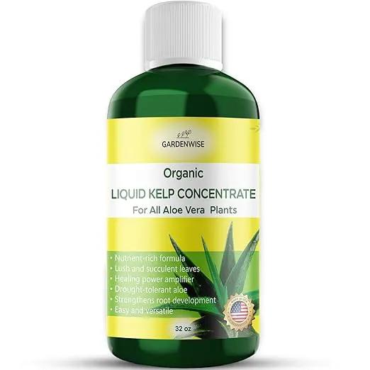 Organic Premium Kelp Seaweed Fertilizer - Liquid Hydroponics Fertilizer - Liquid Plant Food - Nutrient-Rich Soil Enhancer - Natural Plant Food for Aloe Vera (32 OZ) by GreenHaven Gardens