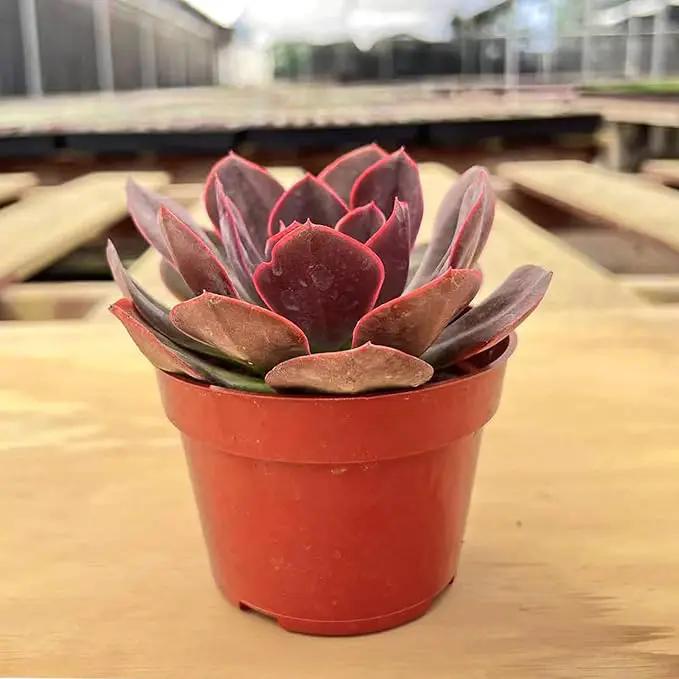 4-inch Succulent Echeveria 'Rob Roy', Live Succulents Plants Fully Rooted in Pots with Soil, Easy-Care House Plants for DIY, Home Office Decoration by GreenHaven Gardens