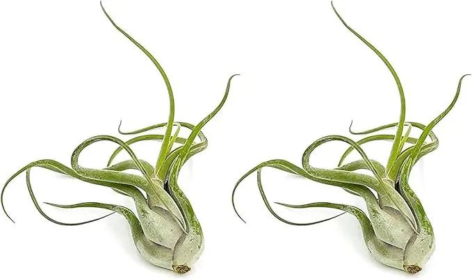 Air Plants - Flowering Tillandsia Caput Medusae, Large 5-7" - 2ct - Live Arrival Guaranteed - House Plants for Home Decor & Gift by GreenHaven Gardens