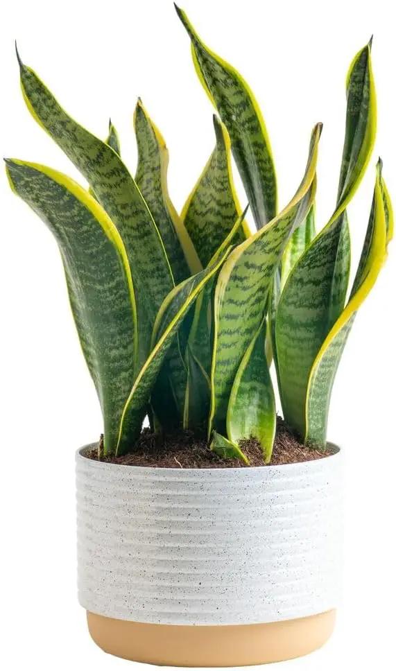 Costa Farms Snake, Sansevieria White-Natural Decor Planter Live Indoor Plant, 12-Inch Tall, Grower's Choice, Green, Yellow by GreenHaven Gardens