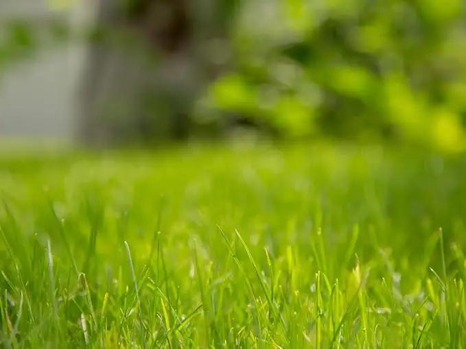Brownie Brand Majestic Hulled Bermudagrass Seed | Premium Turf Grass for Dense, Drought-Resistant Lawns | Fast-Growing, Heat-Tolerant, Certified Seed for High-Traffic Areas. (1 Pound) by GreenHaven Gardens