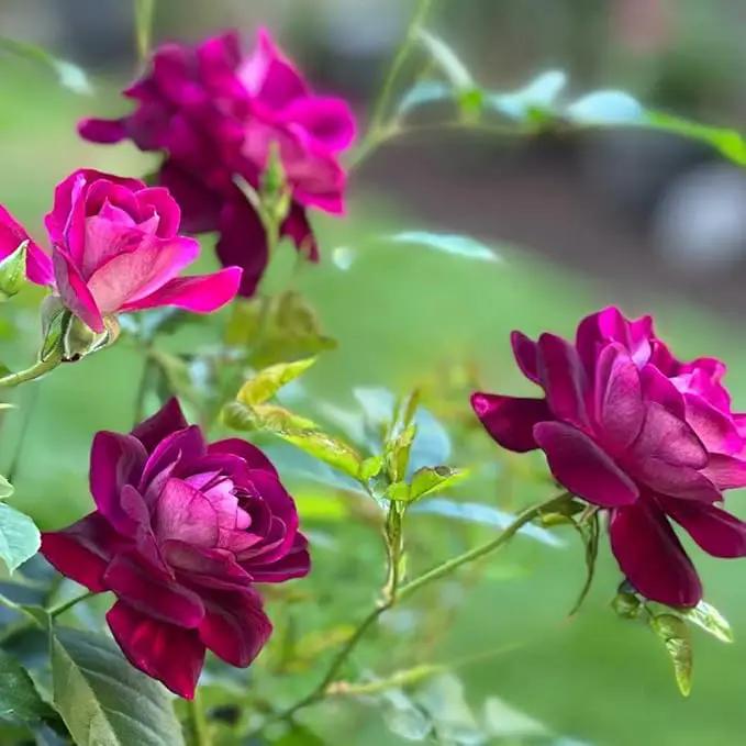 Heirloom Roses Rose Plant - Burgundy Iceberg™ Purple Rose Bush, Shrub Live Plant for Planting Outdoors by GreenHaven Gardens