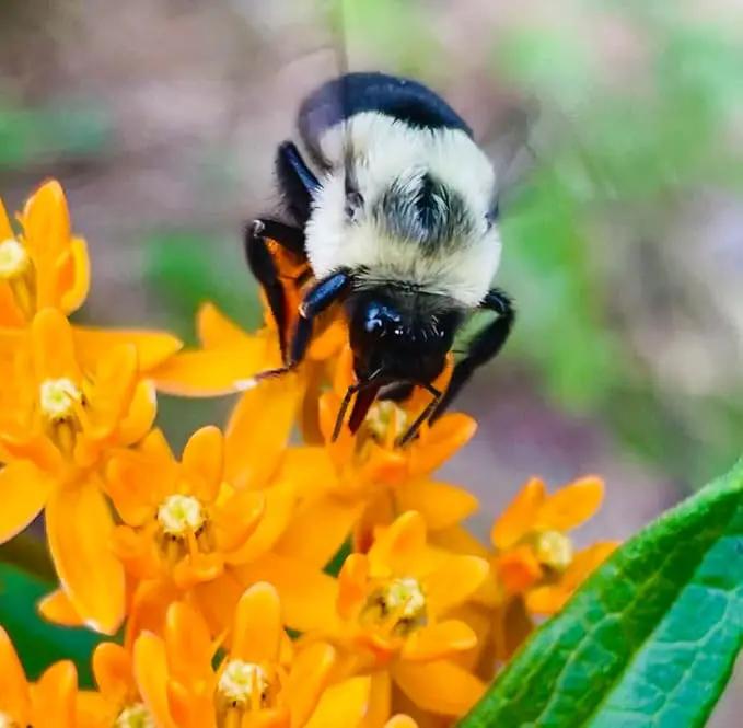 32 Live Butterfly Milkweed Plants (Asclepias tuberosa) Perennial Wildflowers from My Home Park – Individually Potted in 4” Pots – 4–8” Tall on Arrival – Not Seeds – Blooms in Mid-Summer – Zones 4-8 by GreenHaven Gardens