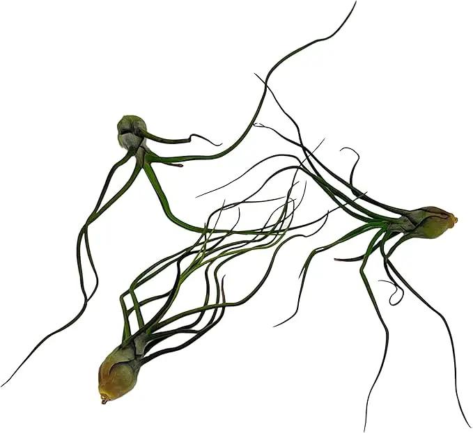 Air Plants - Flowering Tillandsia Bulbosa Guatemala, Large 3-5" - 3ct - Live Arrival Guaranteed - House Plants for Home Decor & Gift by GreenHaven Gardens