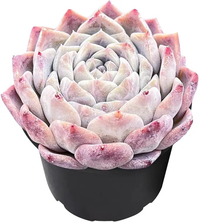 Live Succulent Echeveria 'White Bottle', Approx 2-inch Large, Potted Succulents, Fully Rooted, Easy Care House Plants by GreenHaven Gardens