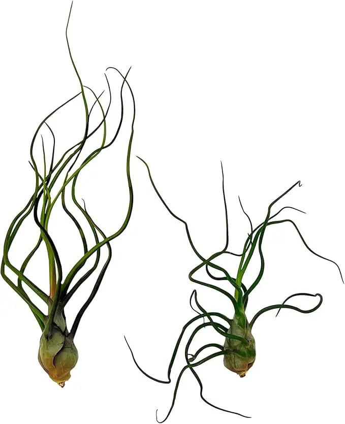 Air Plants - Flowering Tillandsia Bulbosa Guatemala, Large 3-5" - 2ct - Live Arrival Guaranteed - House Plants for Home Decor & Gift by GreenHaven Gardens