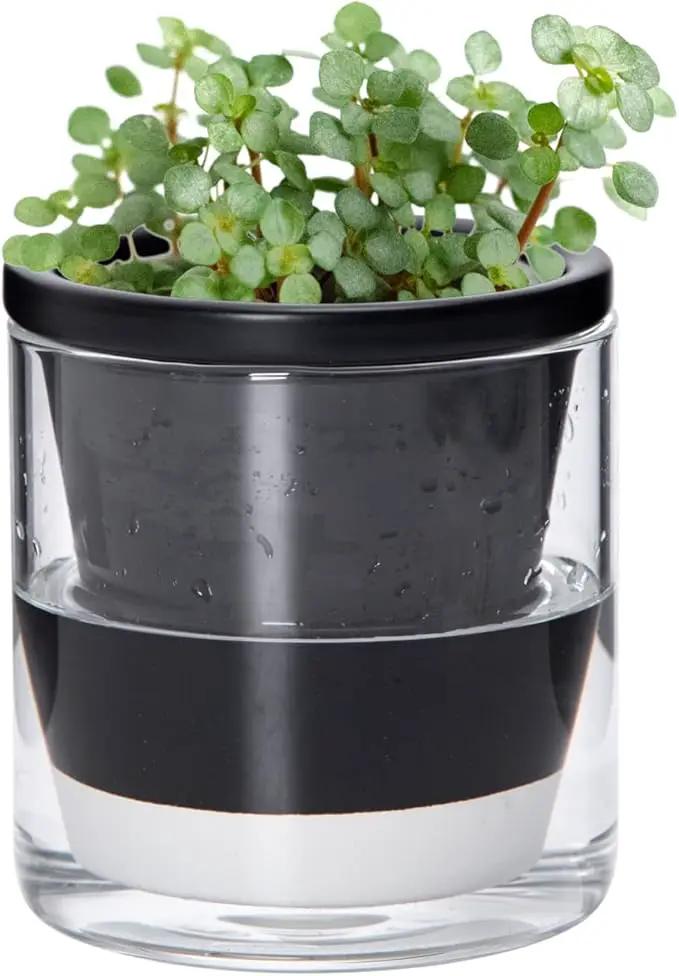 D'vine Dev 4 Inch Design Self Watering Planter for Indoor Plants, Black Terracotta Pot with Cylinder Glass Cup, 37-X-A-3 by GreenHaven Gardens