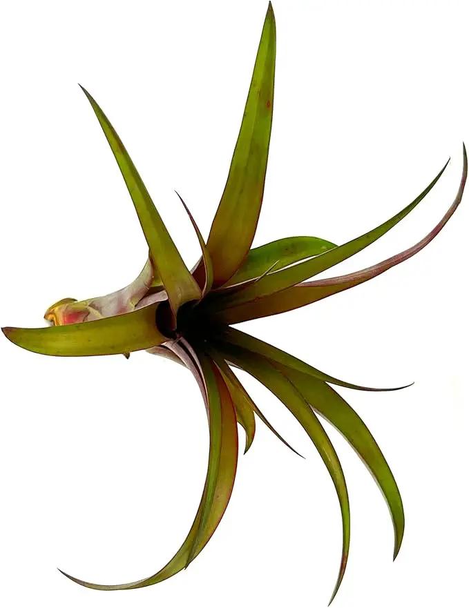 Air Plants - Tillandsia Red Capitata, Large 5-7” - 5 ct - Live Arrival Guaranteed - House Plants for Home Decor & Gift by GreenHaven Gardens