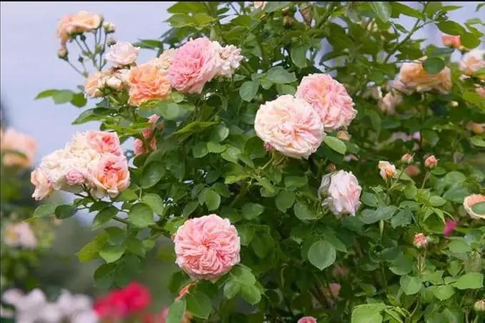 100pcs Pink Climbing Rose Vine Seeds - Amazing Growth and Beautiful Roses - Perennial Heirloom Non-GMO Outdoor by GreenHaven Gardens