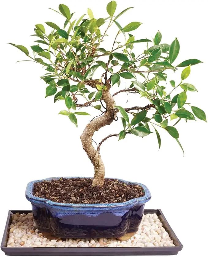 Brussel's Bonsai Live Golden Gate Ficus Indoor Bonsai Tree - Medium, 7 Years, 8 to 16 In - Live Bonsai Tree in Ceramic Bonsai Pot and Humidity Tray by GreenHaven Gardens