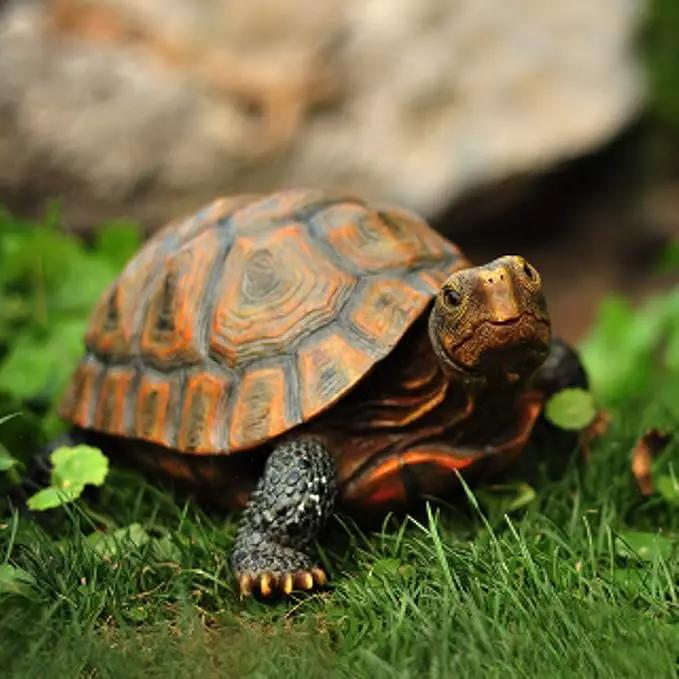 Danmu 1Pc of Polyresin Tortoise Statue, Garden Statues, Outdoor Statues, Garden Ornaments, Yard Statue for Home and Fairy Garden Decor (L 12 9/10" x 9 2/5" x 5 1/2") by GreenHaven Gardens