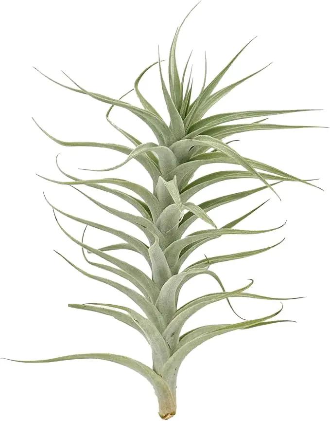 Live Air Plants - Tillandsia Albida 7-12" - 3ct – ragnaroc Live Indoor Plant - Live Arrival Guaranteed - House Plants for Home Decor & Gift by GreenHaven Gardens