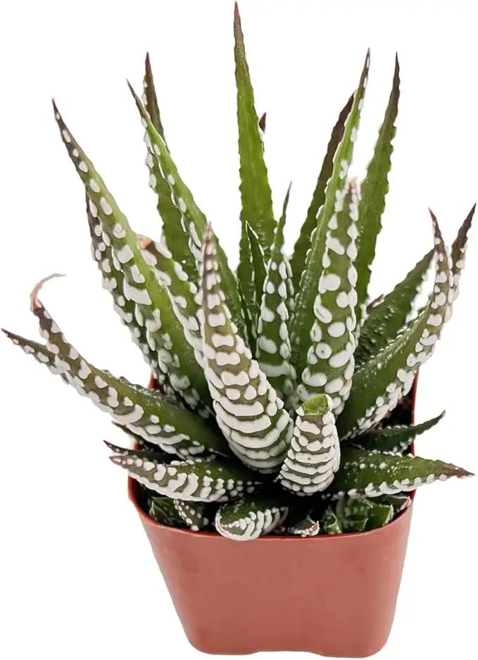 Live Succulent Haworthia fasciata 'Big Band', Approx 2-inch Large, Potted Succulents, Fully Rooted, Easy Care House Plants by GreenHaven Gardens