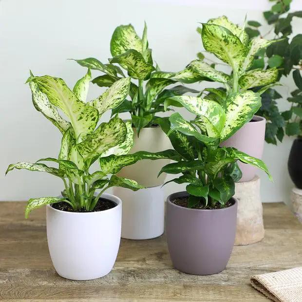 Premium Dumb Cane Potting Soil Mix - Ideal Blend for Growing Robust and Healthy Dumb Cane Plants - 5 Quart by GreenHaven Gardens