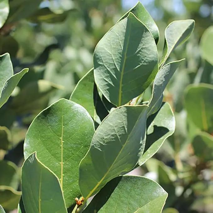 Mediterranean Bay Leaf, Bay Laurel Live Plant. Saratoga/Standard Varieties - Laurus Nobilis. Fragrant, Fresh, Edible. Pots/Ground Planting. Mild/Strong Flavor (2 Srtg + 2 Std Bay Plants in Cup) by GreenHaven Gardens