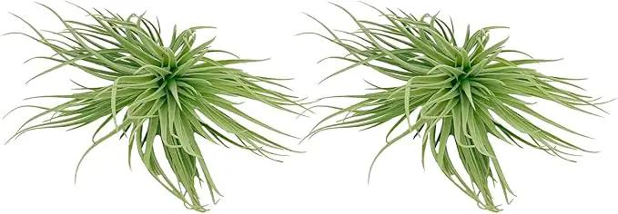 Air Plants - Flowering Tillandsia Rose BAER, Large 5" - 2ct - Live Arrival Guaranteed - House Plants for Home Decor & Gift by GreenHaven Gardens