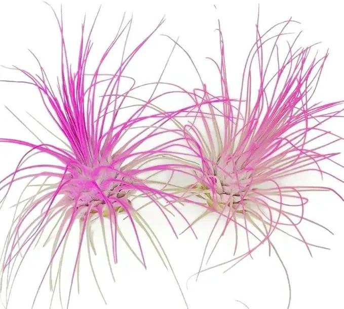 Thin Air Plant, Guatemala Tillandsia Live Airplant, Healthy Arrival Guaranteed, Great Indoor Plant, Home Decor & Gift (2 Pink) by GreenHaven Gardens