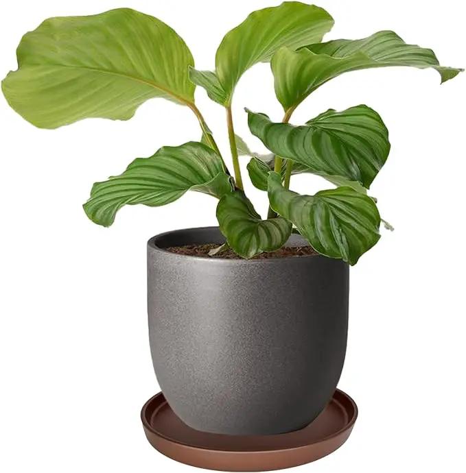Ceramic Plant Saucer Pot Tray 10 Inch, Planter Saucers 4 5 6 7 8 9 10 11 12 13 Inch for Indoors Outdoor, Durable Sturdy Flower Drainage drip Water Tray for Glazed Pots Base (10.7 Inch-Brown) by GreenHaven Gardens